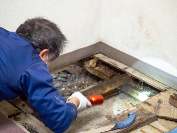 Best Affordable Mold Removal  in Sellersville, PA