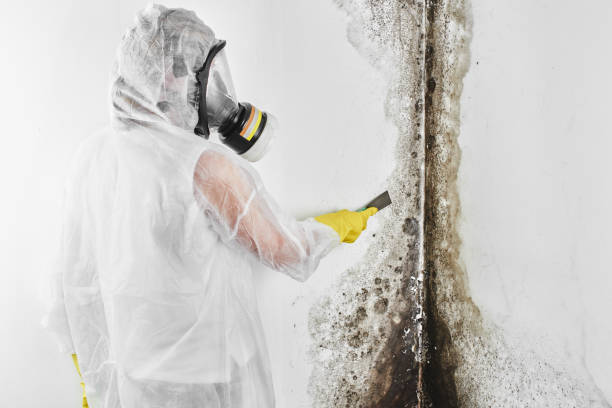 Best Black Mold Removal  in Sellersville, PA