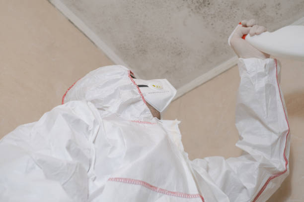 Trusted Sellersville, PA Mold Removal Experts