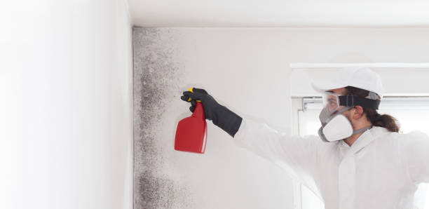 Best Affordable Mold Removal  in Sellersville, PA
