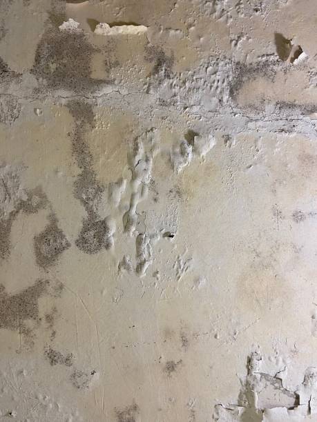 Best Crawl Space Mold Removal  in Sellersville, PA