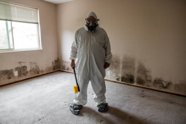 Mold Removal and Inspection in Sellersville, PA