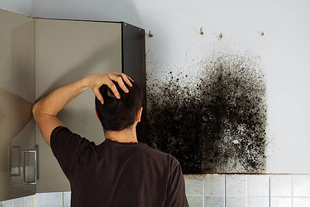 Best Mold Cleaning Services  in Sellersville, PA