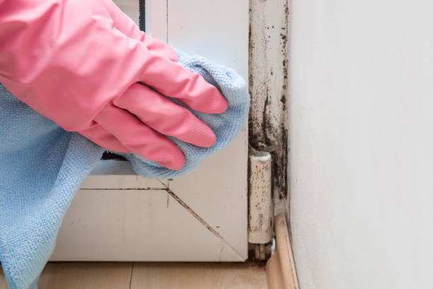 Best Black Mold Removal  in Sellersville, PA