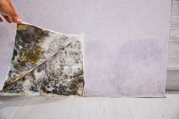 Best Mold Remediation  in Sellersville, PA
